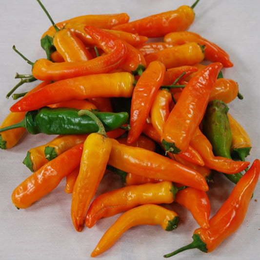 Tequila Sunrise Pepper Seeds