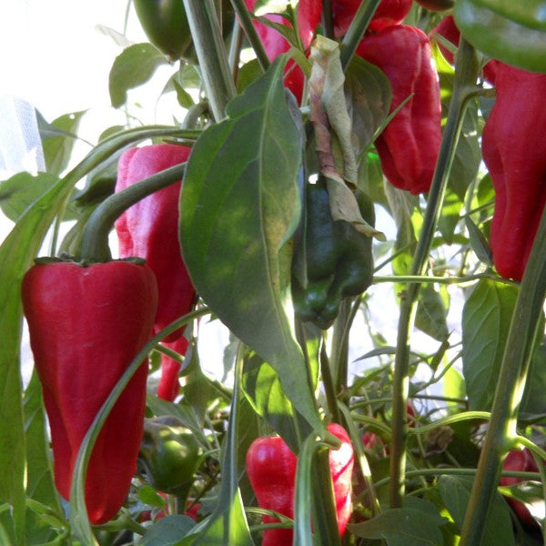 Leutschauer Paprika Pepper Seeds