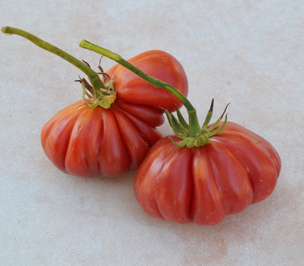 Pink Accordion Tomato Seeds