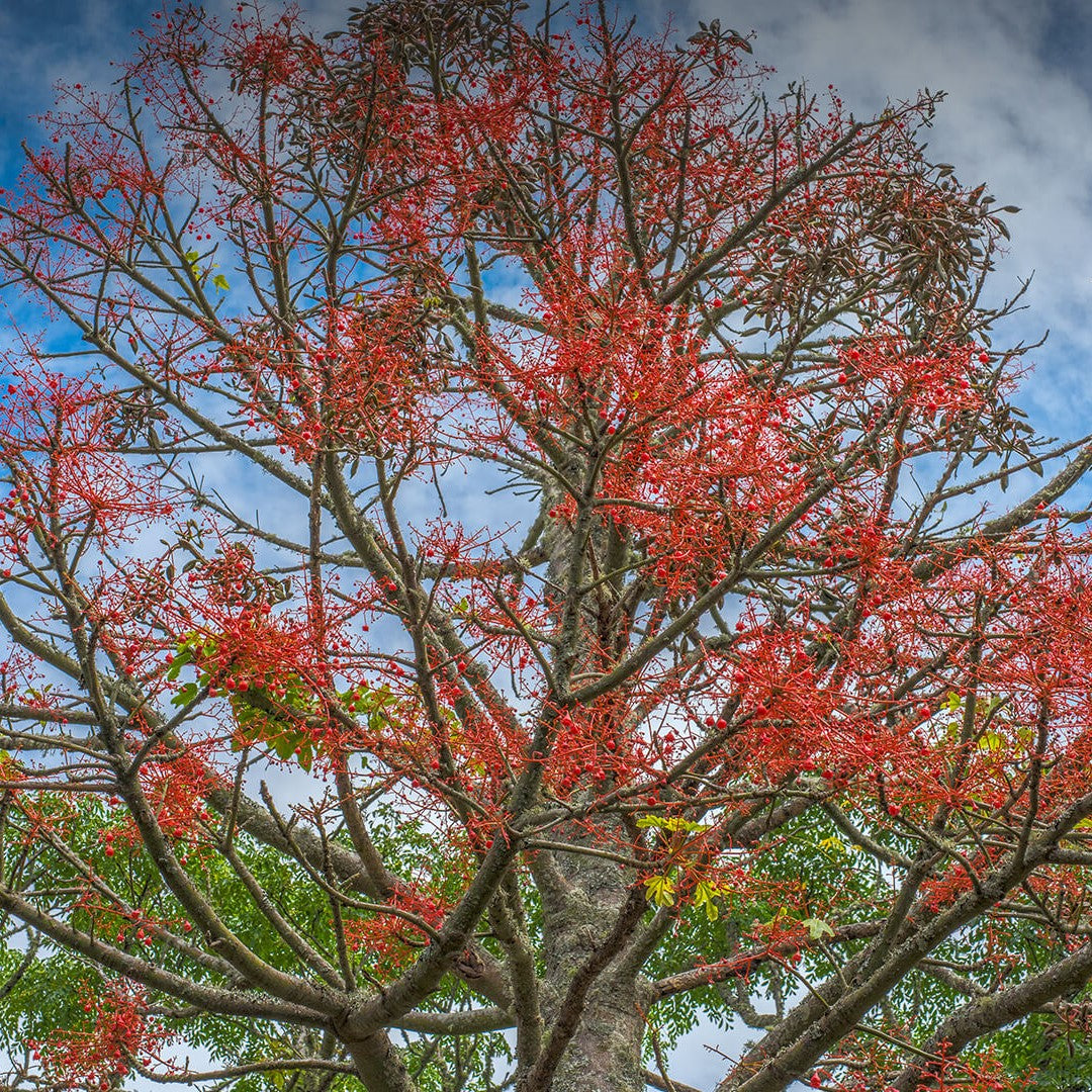 Australian Flame Tree Seeds (Brachychiton acerifolius)