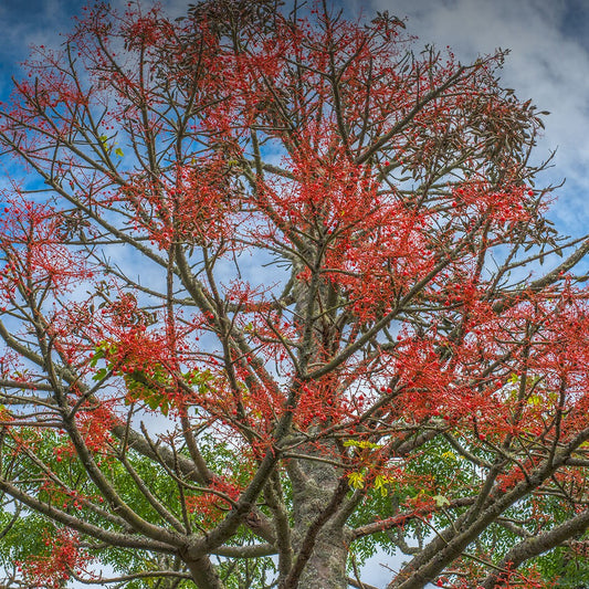 Australian Flame Tree Seeds (Brachychiton acerifolius)