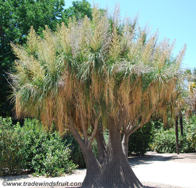 ponytail palm seeds Ponytail Palm Seeds (Beaucarnea recurvata)