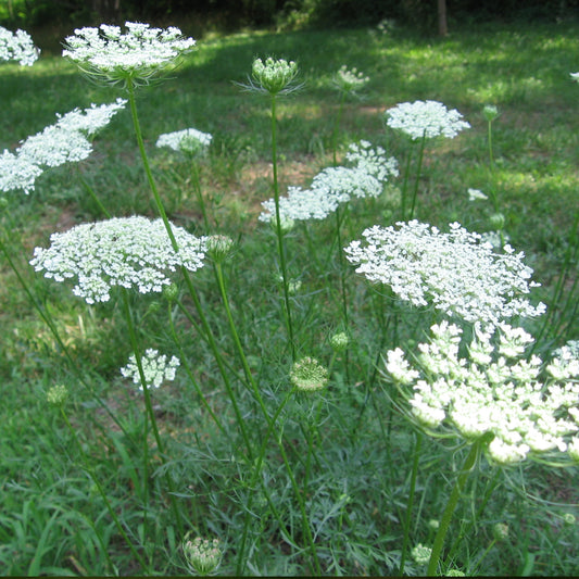 Queen Anne's Lace Seeds (Daucus carota)