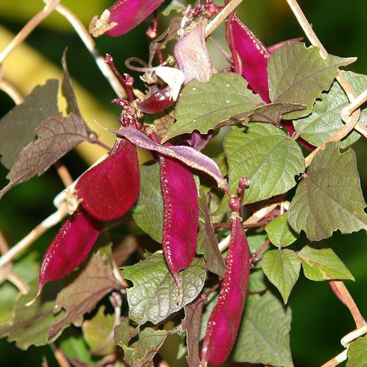 Red Leaved Hyacinth Bean Seeds (Dolichos lablab)