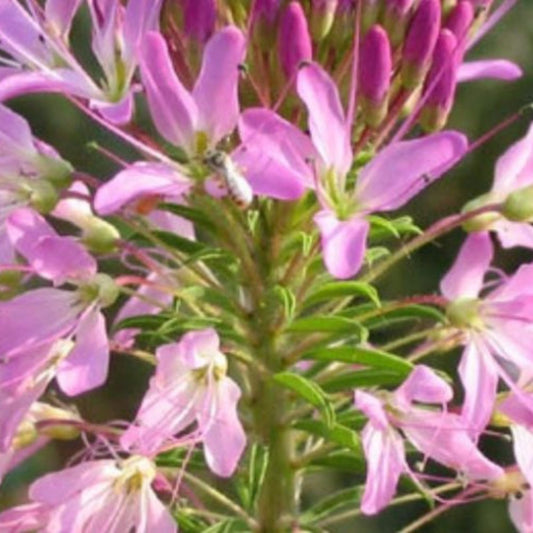 Rocky Mountain Beeplant Seeds (Cleome serrulata)