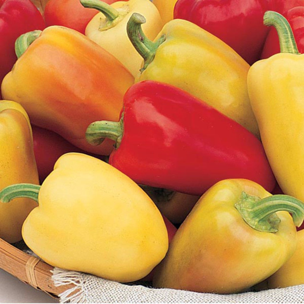 Romanian Sweet Pepper Seeds