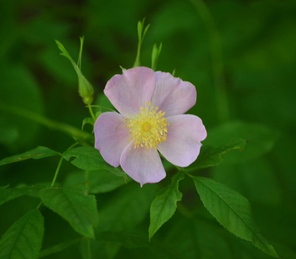 wood rose plant seeds Swamp Rose Seeds (Rosa palustris) – Frozen Seed Capsules™