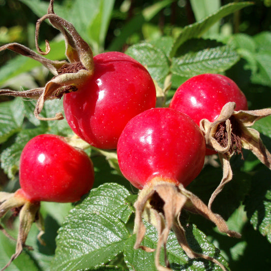 Rose Hip Seeds (Rosa canina)