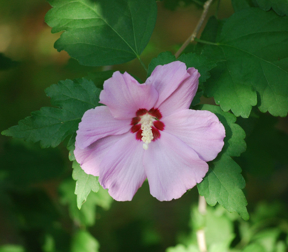 rose of sharon from seed Rose of Sharon Seeds (Hibiscus syriacus)