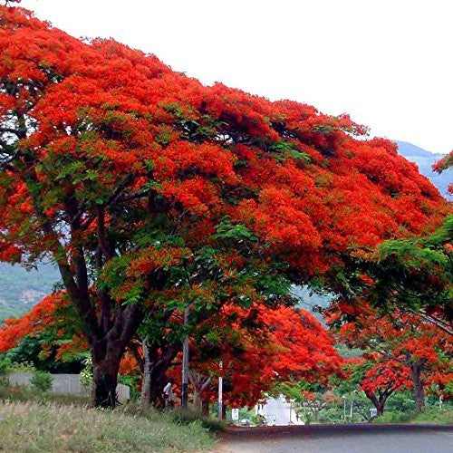planting flame tree seeds Royal Poinciana Flame Tree Seeds (Delonix regia) – Frozen Seed Capsules™