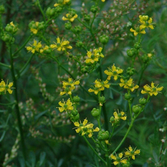 Rue Seeds (Ruta graveolens)