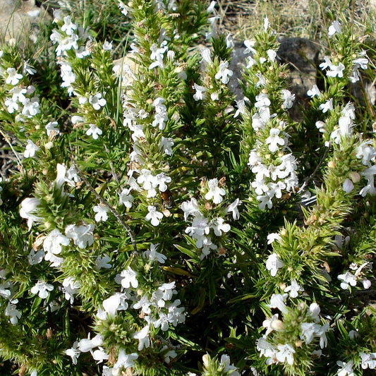 Creeping Savory Seeds (Satureja spicigera)