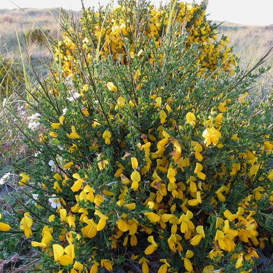 Scotch Broom Seeds (Cytisus scoparius)