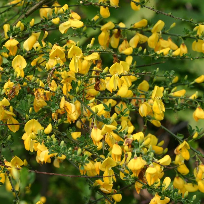 broom plant seeds Scotch Broom Seeds (Cytisus scoparius) – Frozen Seed Capsules™
