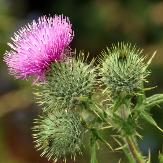 Scotch Thistle Seeds (Onopordom acanthium)