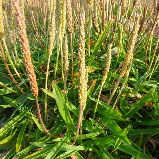 Sea Plantain Seeds (Plantago maritima)