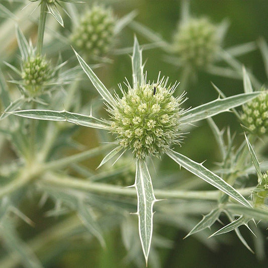 Seaholly Eryngo Seeds (Eryngium campestre)
