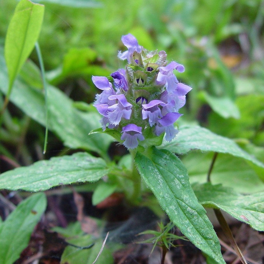self heal plant seeds Self-Heal Seeds (Prunella vulgaris) – Frozen Seed Capsules™