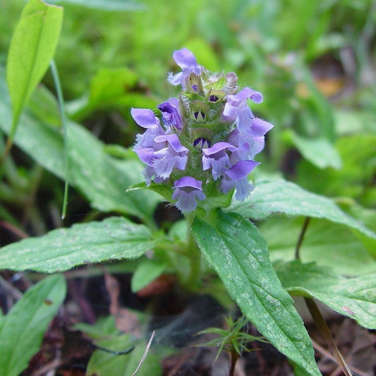 Self-Heal Seeds (Prunella vulgaris)