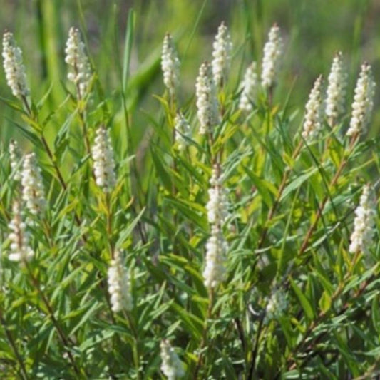 Senega Snakeroot Seeds (Polygala senega)