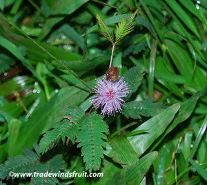 Sensitive Plant Seeds (Mimosa pudica)  Frozen Seed Capsules