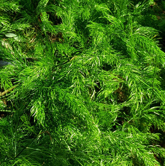 Shatavari Seeds (Asparagus racemosus)