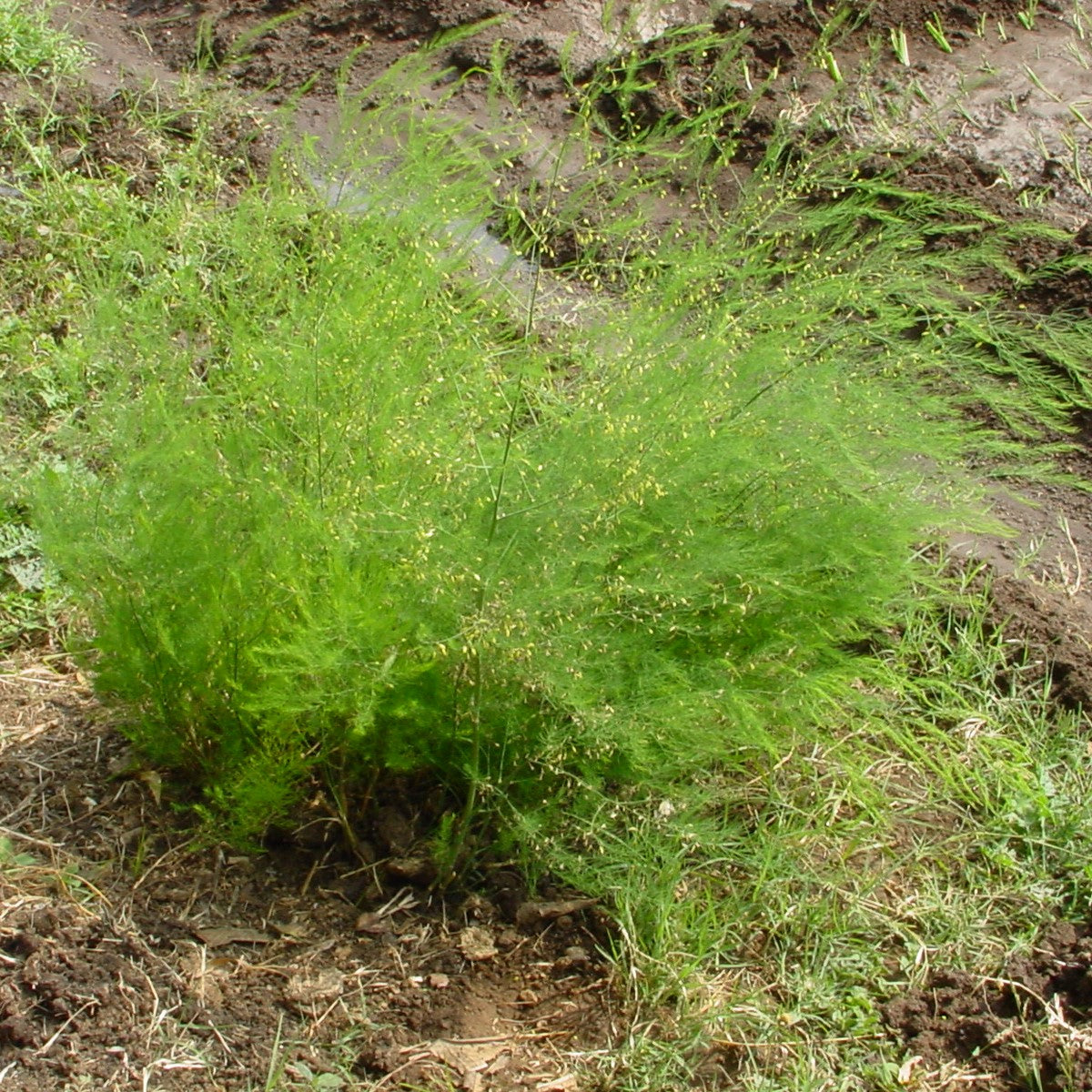 Shatavari Seeds (Asparagus racemosus)