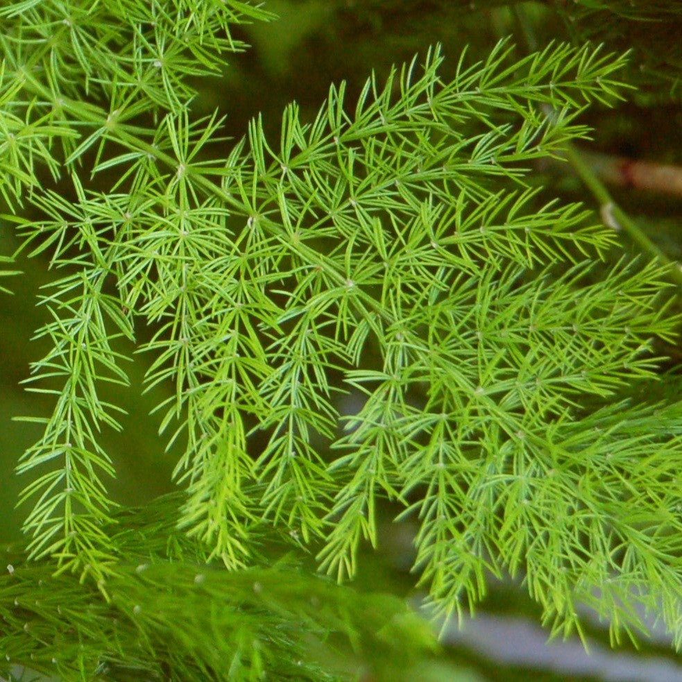 Shatavari Seeds (Asparagus racemosus)