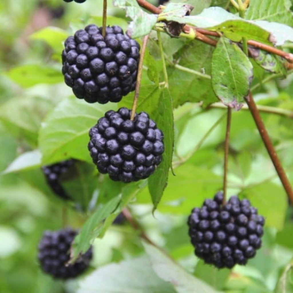 Siberian Ginseng Seeds (Eleutherococcus senticosus)