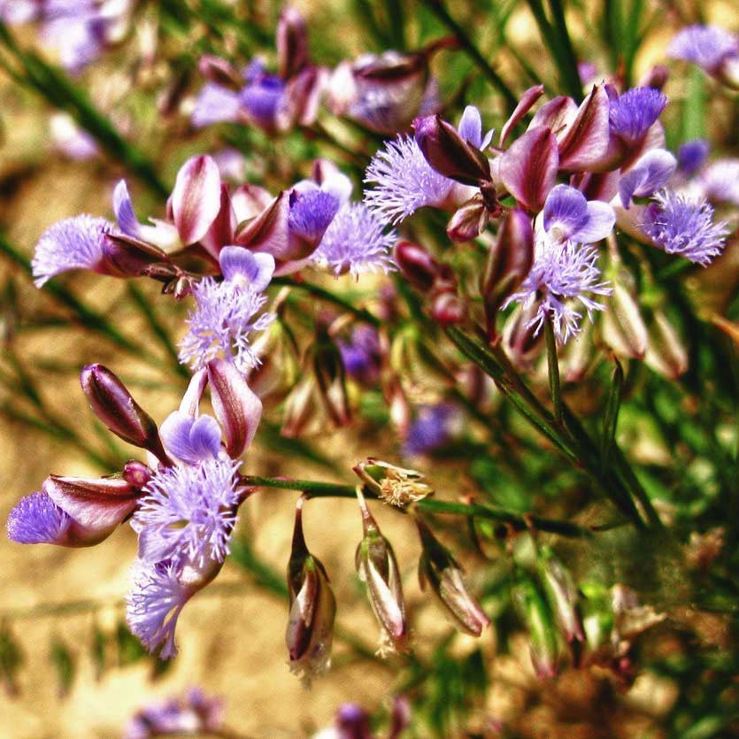 Chinese Senega Seeds (Polygala tenuifolia)