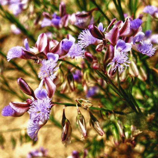 Chinese Senega Seeds (Polygala tenuifolia)