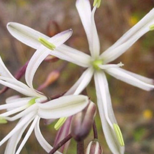 Soap Lily Seeds (Chlorogalum pomeridianum)