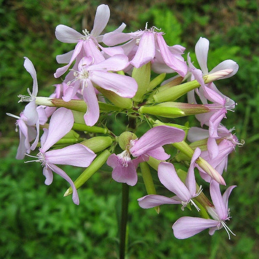 Soapwort Seeds (Saponaria officinalis)
