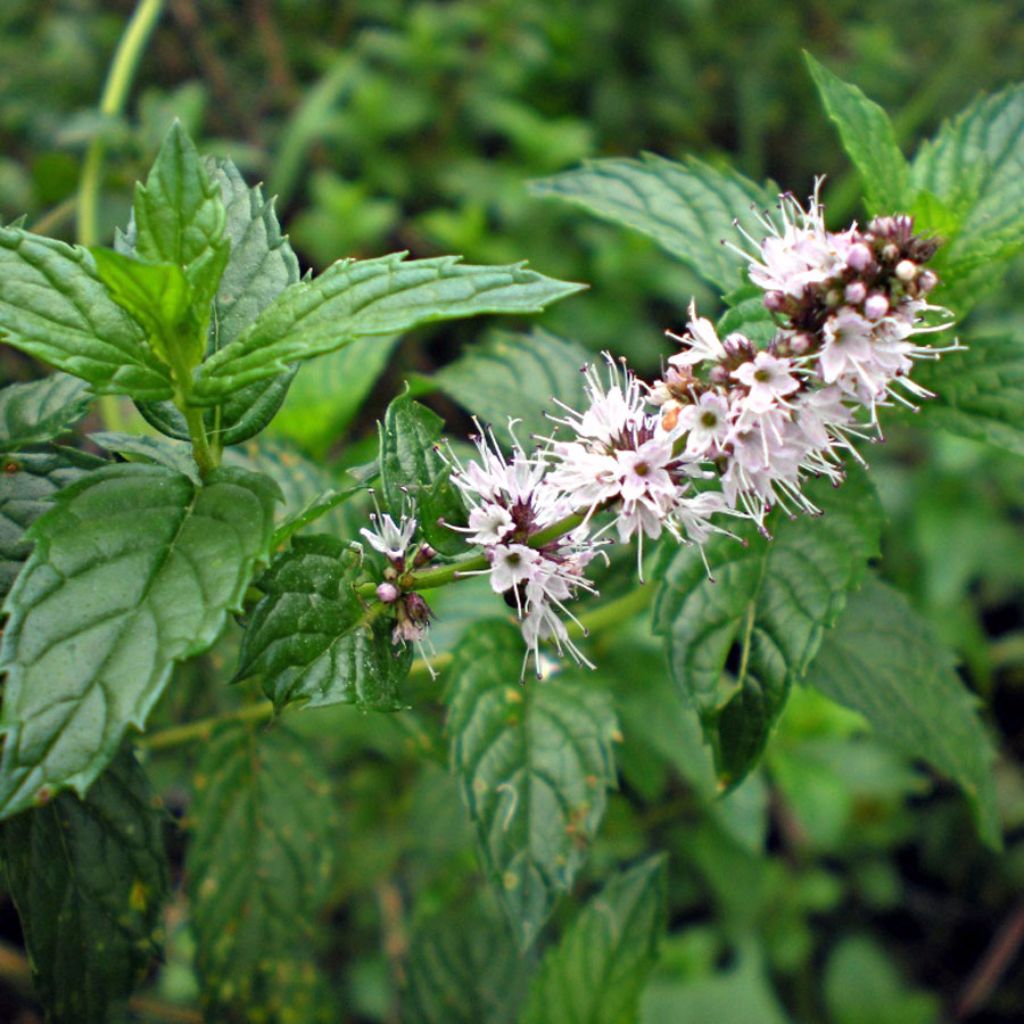 Spearmint Seeds (Mentha spicata) – Frozen Seed Capsules™