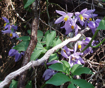 St. Vincent's Lilac Seeds (Solanum seaforthianum)