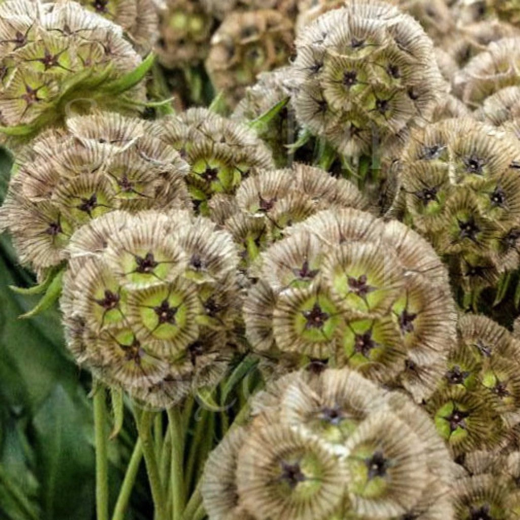 Paper Moon Starflower Seeds (Scabiosa stellata) – Frozen Seed Capsules™