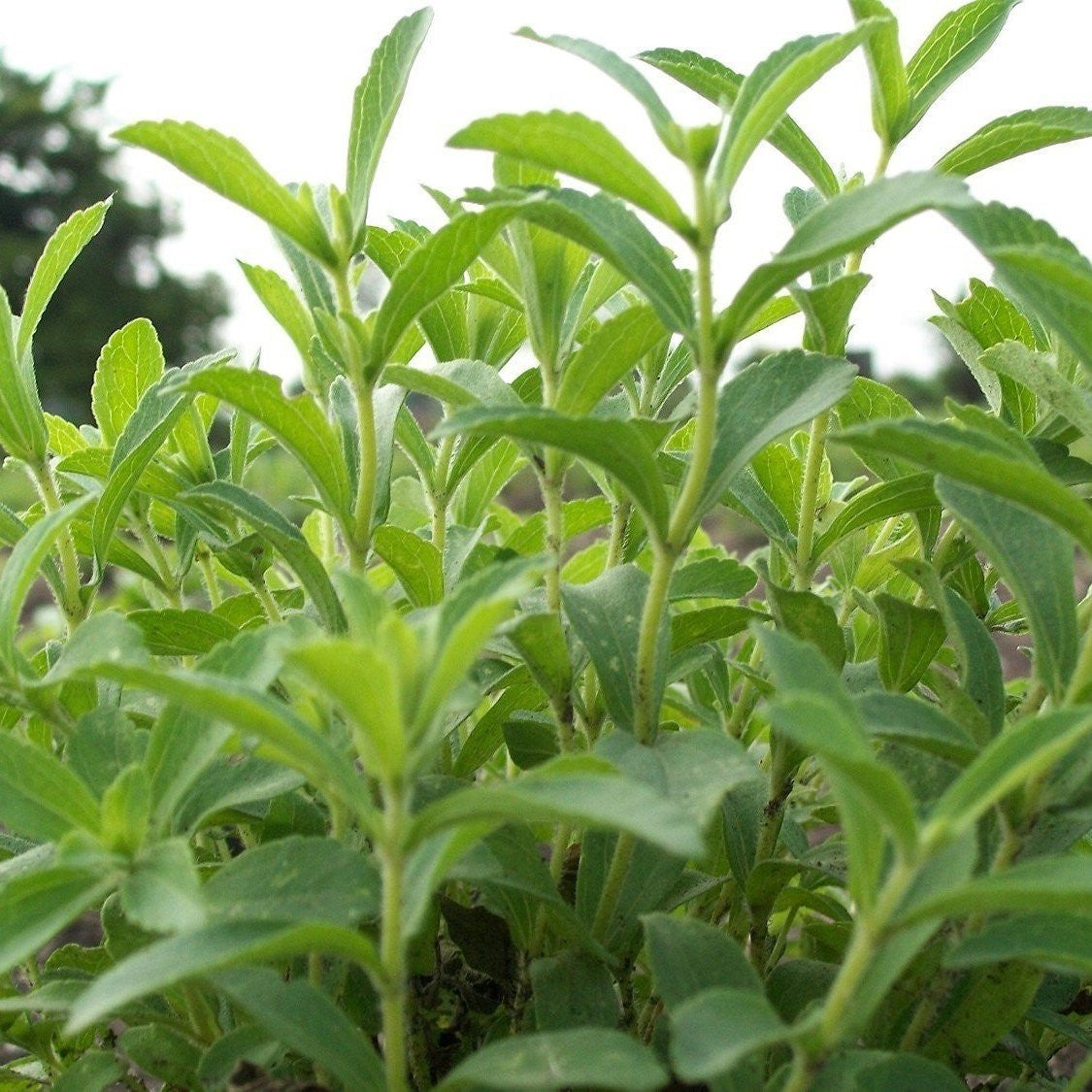 Stevia Seeds (Stevia rebaudiana) – Frozen Seed Capsules™