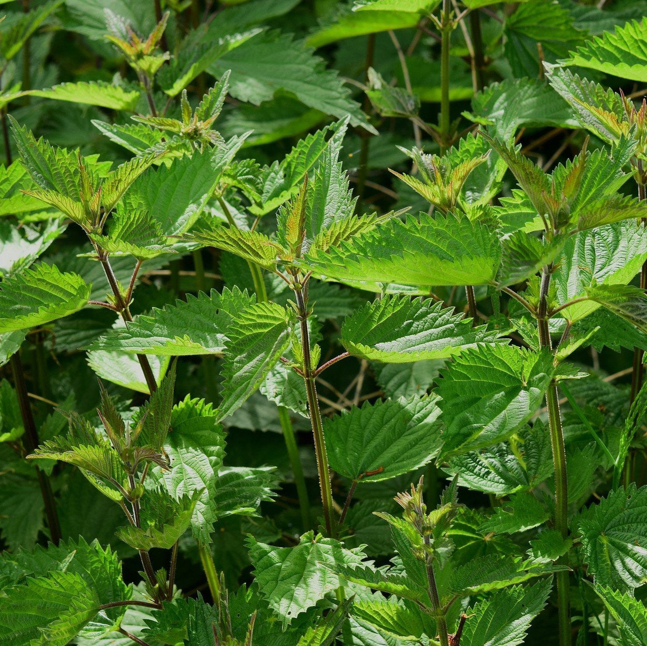 nettle seed plant Stinging Nettle Seeds (Urtica dioica)