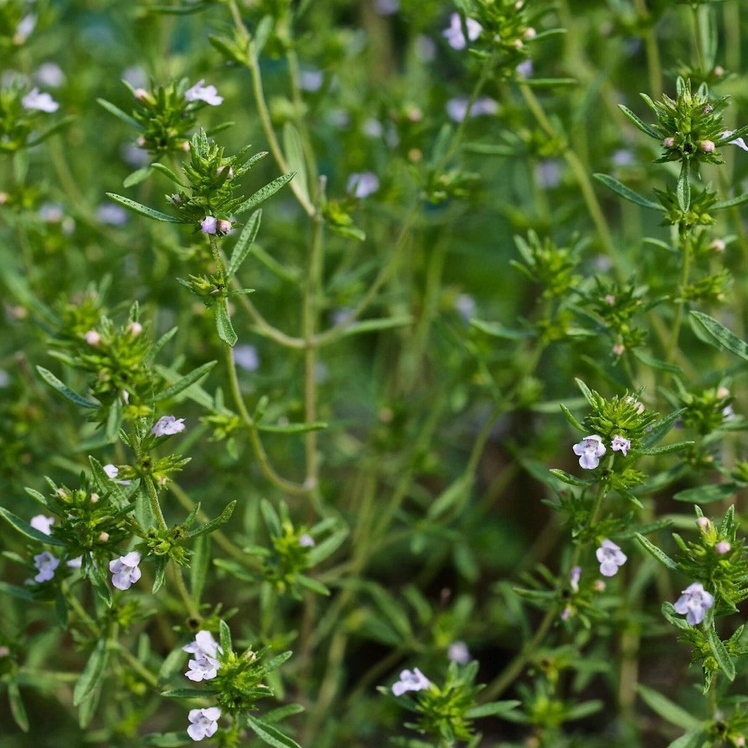 Summer Savory Seeds (Satureja hortensis) - Frozen Seed Capsules™