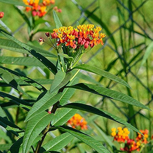 Sunset Flower Milkweed Seeds (Asclepias currassavica)