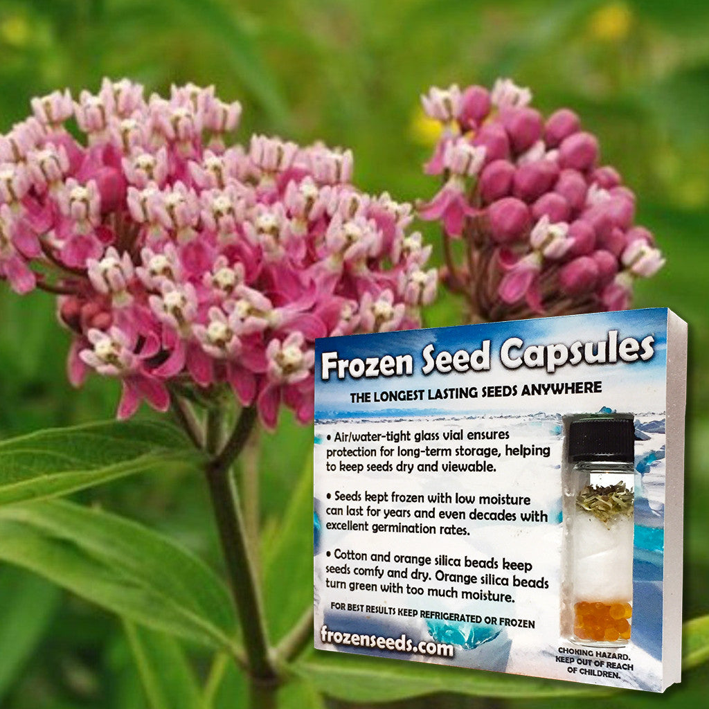 planting swamp milkweed seeds Swamp Milkweed Seeds (Asclepias incarnata)