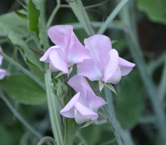 Old Spice Janet Scott Sweet Pea Seeds (Lathyrus sativus)