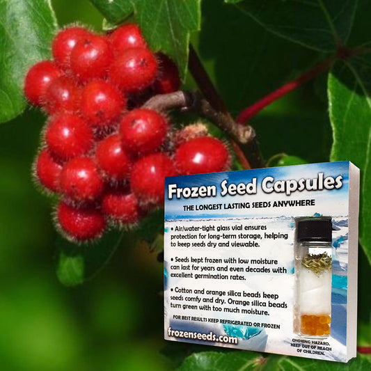 Sweet Sumac Seeds (Rhus aromatica)