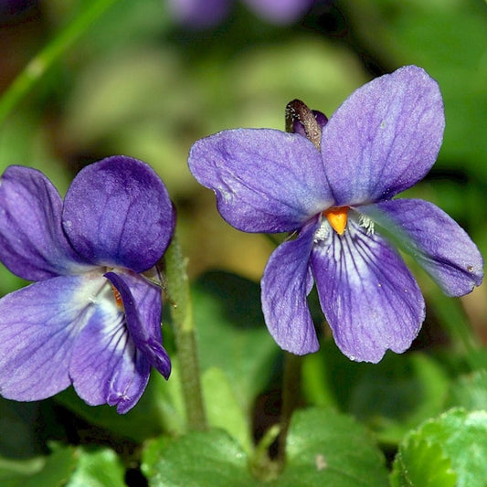 Sweet Violet Seeds (Viola odorata)