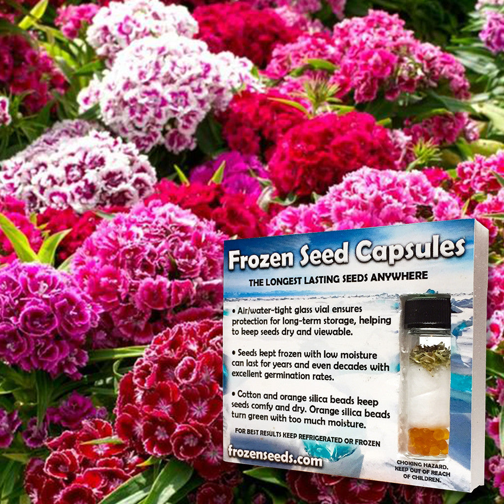 dianthus plant seeds Sweet William Seeds (Dianthus barbatus) – Frozen Seed Capsules™