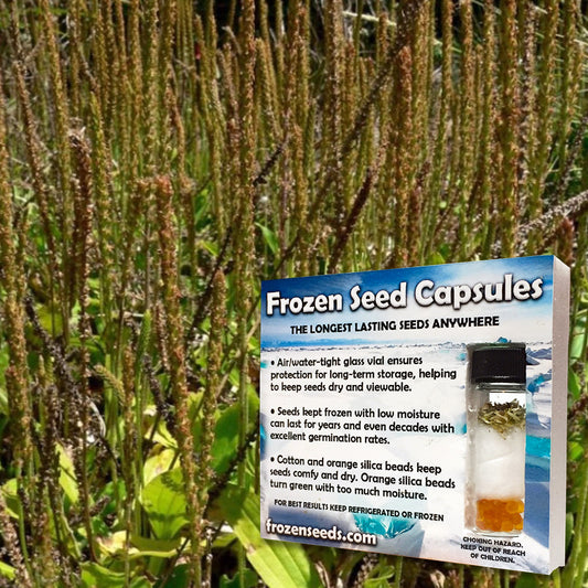 Tall Coast Plantain Seeds (Plantago subnuda)