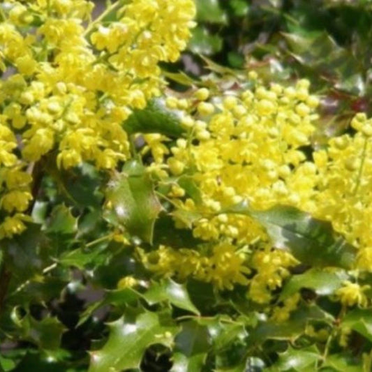 Tall Oregon Grape Seeds (Mahonia aquifolium)