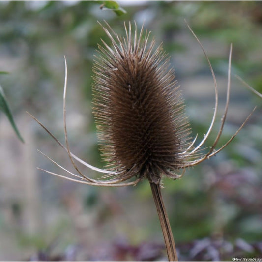 Teasle Seeds (Dipsacus sylvestris)