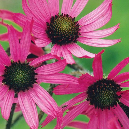 Tennessee Coneflower Seeds (Echinacea tennesseensis)