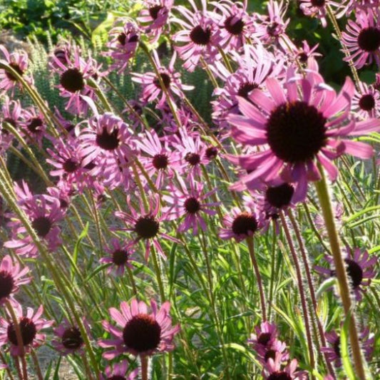 Tennessee Coneflower Seeds (Echinacea tennesseensis)
